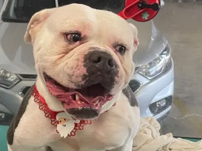 Cachorro raça SRD-ViraLata idade 3 anos nome White