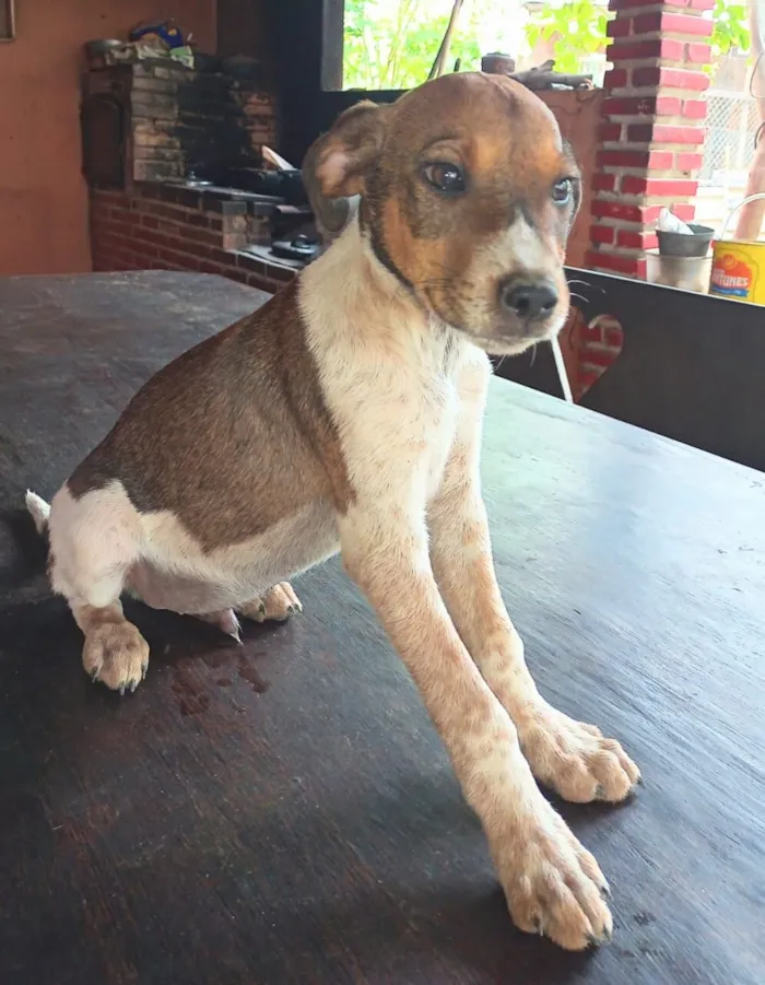 Cachorro raça SRD-ViraLata idade 2 a 6 meses nome paçoca