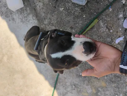 Cachorro raça SRD-ViraLata idade 2 anos nome Luna e Thor 