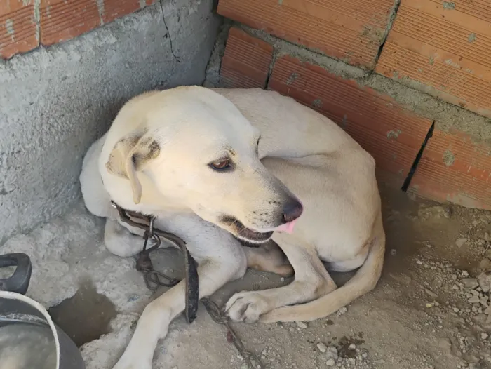 Cachorro raça SRD-ViraLata idade 2 anos nome Luna e Thor 