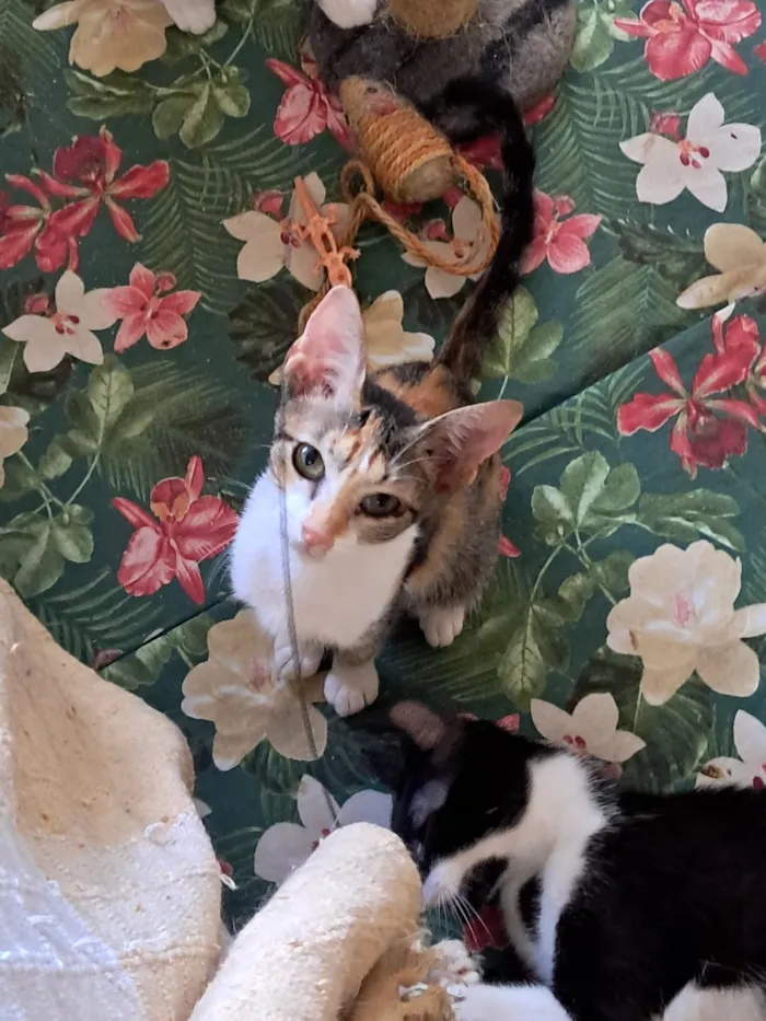 Gato raça SRD-ViraLata idade 2 a 6 meses nome Jolie