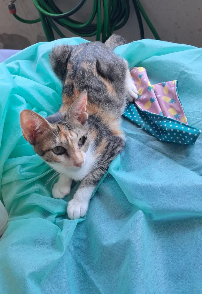 Gato raça SRD-ViraLata idade 2 a 6 meses nome Jolie