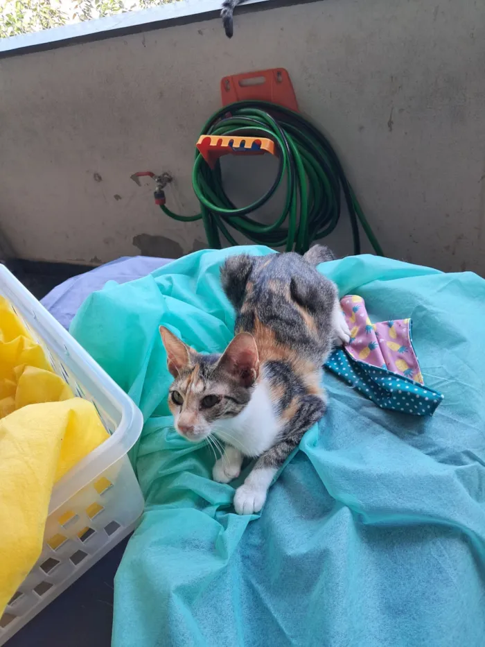 Gato raça SRD-ViraLata idade 2 a 6 meses nome Jolie