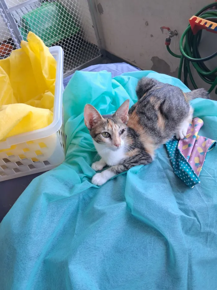 Gato raça SRD-ViraLata idade 2 a 6 meses nome Jolie