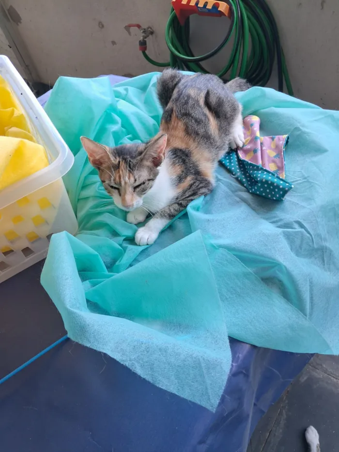 Gato raça SRD-ViraLata idade 2 a 6 meses nome Jolie