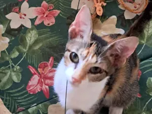 Gato raça SRD-ViraLata idade 2 a 6 meses nome Jolie