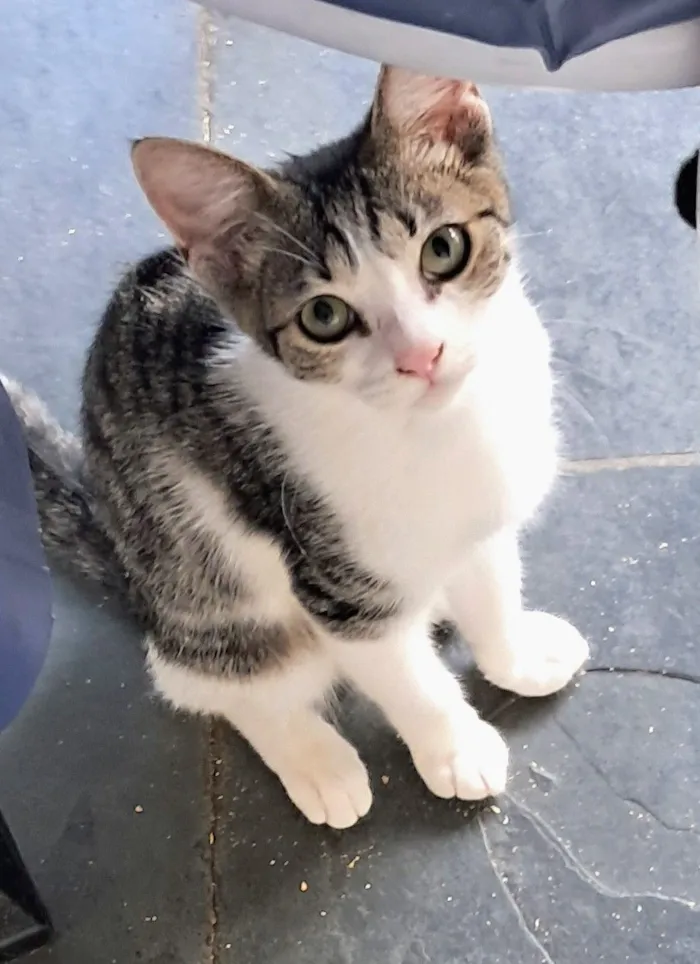 Gato raça SRD-ViraLata idade 2 a 6 meses nome Julia