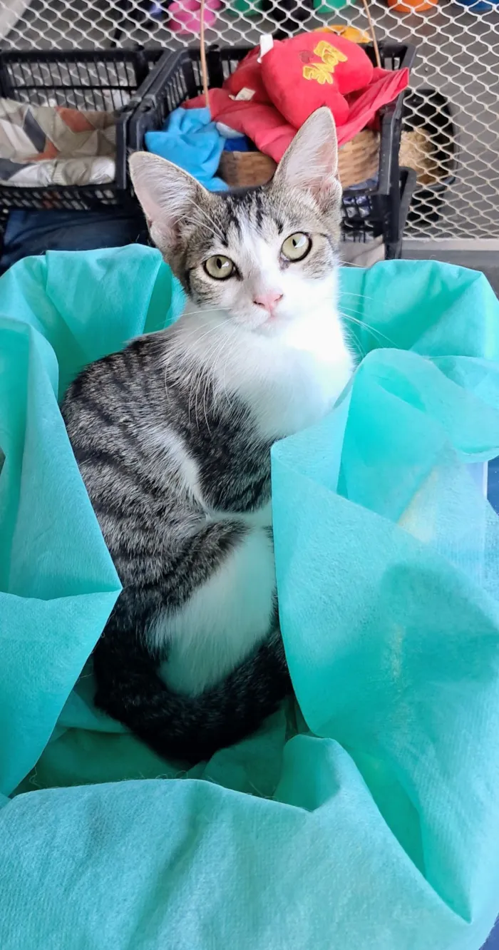 Gato raça SRD-ViraLata idade 2 a 6 meses nome Julia