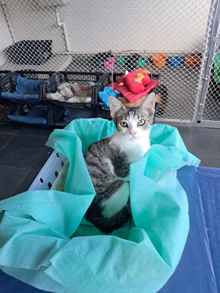 Gato raça SRD-ViraLata idade 2 a 6 meses nome Julia