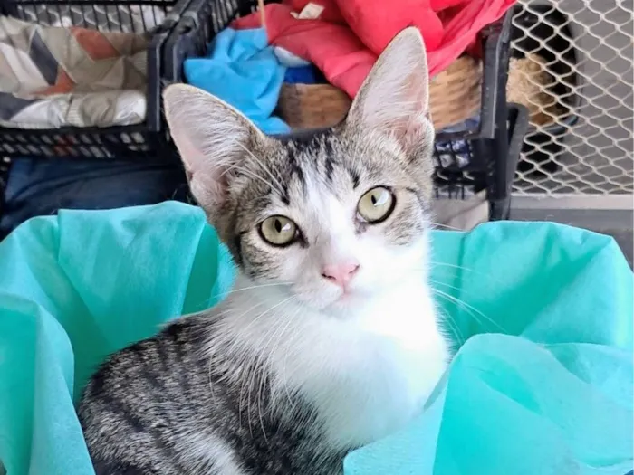 Gato raça SRD-ViraLata idade 2 a 6 meses nome Julia