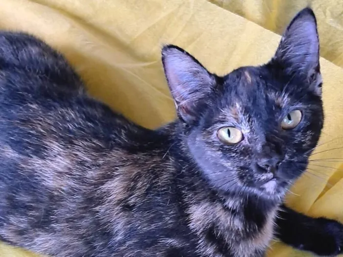 Gato raça SRD-ViraLata idade 2 a 6 meses nome Maya