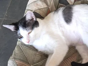 Gato raça SRD-ViraLata idade 2 a 6 meses nome Emily