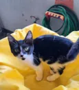 Gato raça SRD-ViraLata idade 2 a 6 meses nome Mona