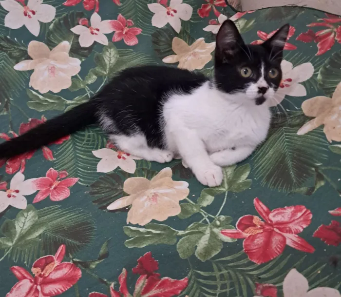 Gato raça SRD-ViraLata idade 2 a 6 meses nome Mona