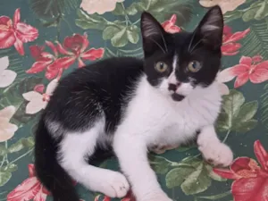 Gato raça SRD-ViraLata idade 2 a 6 meses nome Mona