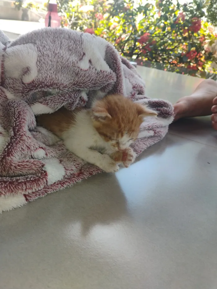 Gato raça SRD-ViraLata idade Abaixo de 2 meses nome O nome é Tê, mas apelido Tetê