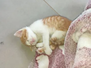 Gato raça SRD-ViraLata idade Abaixo de 2 meses nome O nome é Tê, mas apelido Tetê