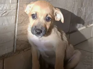 Cachorro raça SRD-ViraLata idade Abaixo de 2 meses nome Três 