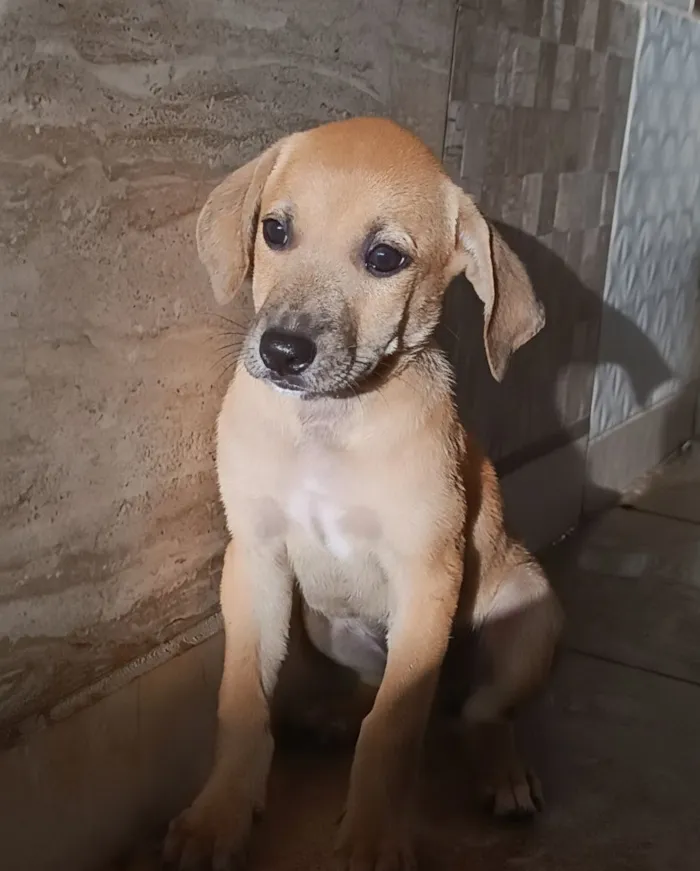 Cachorro raça SRD-ViraLata idade 2 a 6 meses nome Docinho