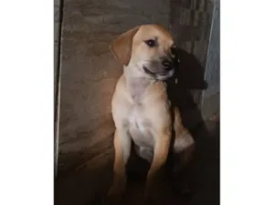 Cachorro raça SRD-ViraLata idade 2 a 6 meses nome Docinho