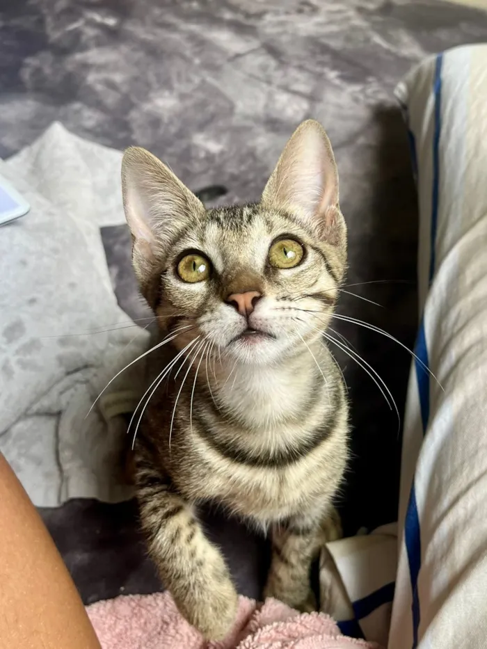 Gato raça SRD-ViraLata idade 2 a 6 meses nome Martinha e Formiga