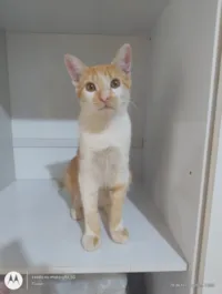 Gato raça SRD-ViraLata idade 1 ano nome Sebastião 