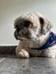 Cachorro raça Shitzu idade 5 anos nome Apolo