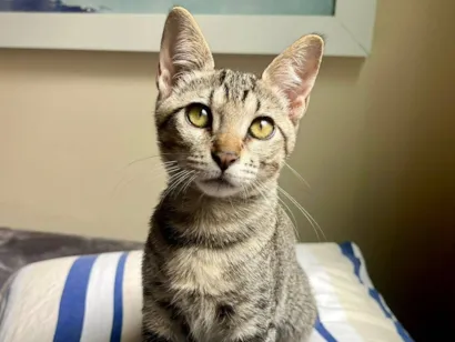 Gato raça SRD-ViraLata idade 2 a 6 meses nome Martinha e Formiga