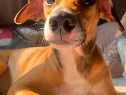 Cachorro raça SRD-ViraLata idade 3 anos nome Pelusca