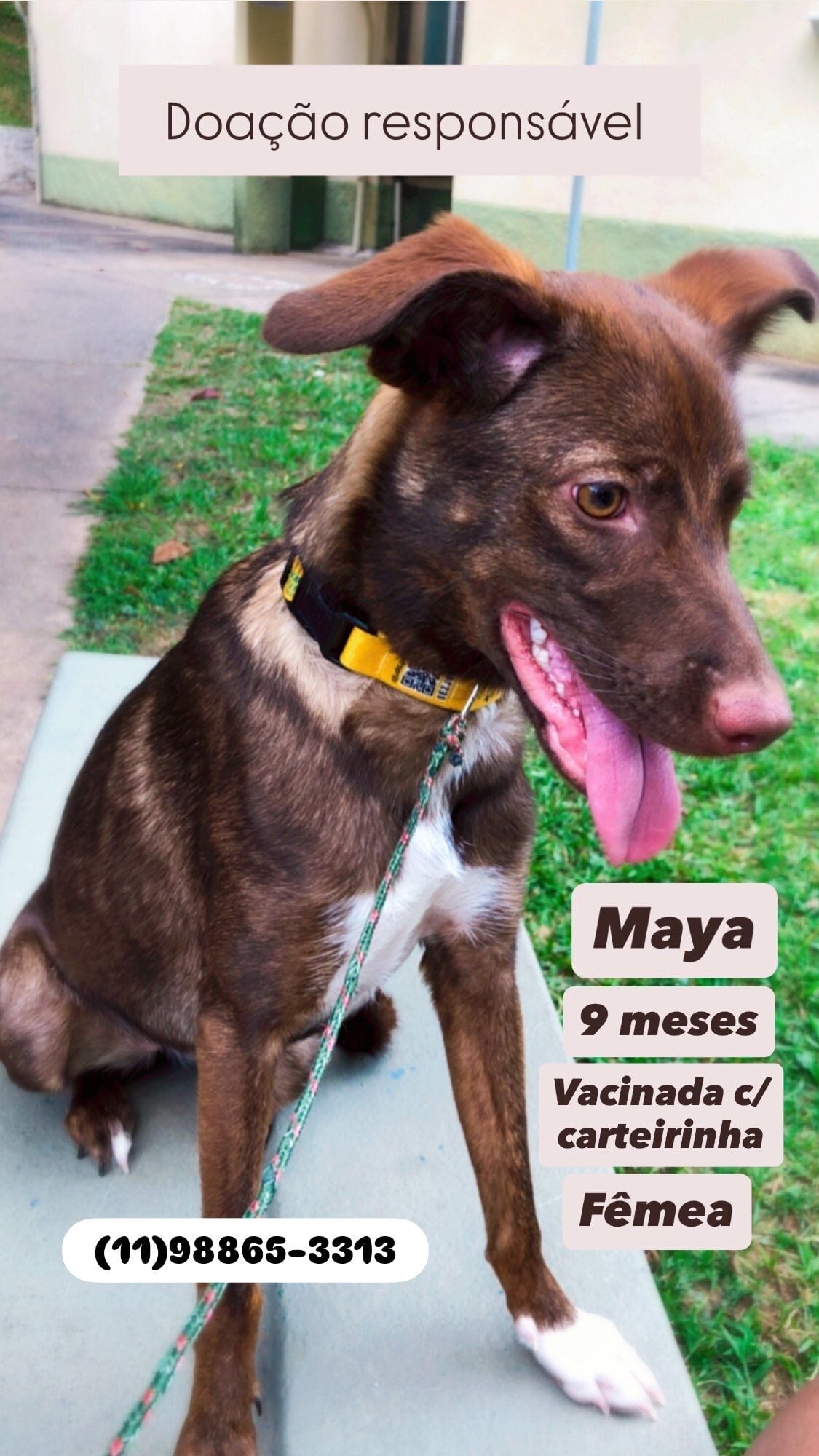 Cachorro raça SRD-ViraLata idade 7 a 11 meses nome Maya