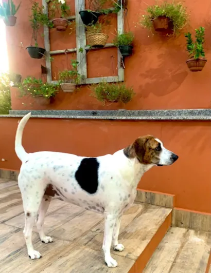 Cachorro raça SRD-ViraLata idade 3 anos nome Beluga