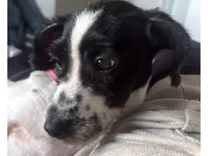 Cachorro raça SRD-ViraLata idade 2 a 6 meses nome Maves 