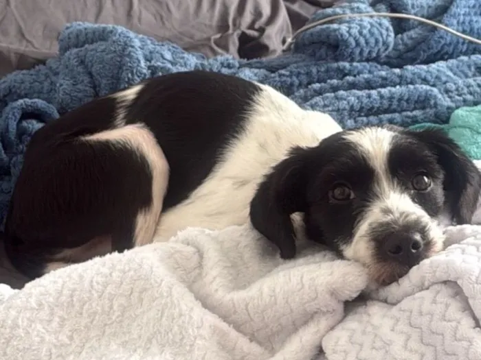 Cachorro raça SRD-ViraLata idade 2 a 6 meses nome Maves 