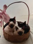 Gato raça Siamês idade Abaixo de 2 meses nome Snow, Neve, Frost, Bola de neve e Estrela 
