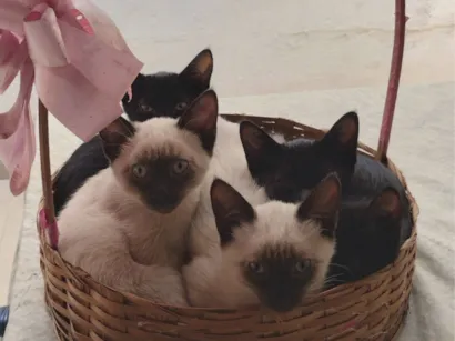 Snow, Neve, Frost, Bola de neve e Estrela 