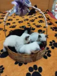 Gato raça Siamês idade Abaixo de 2 meses nome Snow, Neve, Frost, Bola de neve e Estrela 