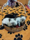Gato raça Siamês idade Abaixo de 2 meses nome Snow, Neve, Frost, Bola de neve e Estrela 