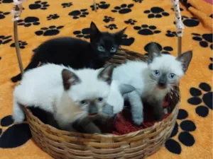 Gato raça Siamês e preto inteiro  idade 2 a 6 meses nome Simba, Milady e Chanel 