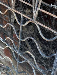 Cachorro raça SRD-ViraLata idade 6 ou mais anos nome Apolo