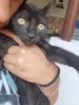 Gato raça SRD-ViraLata idade 2 a 6 meses nome Pretinho