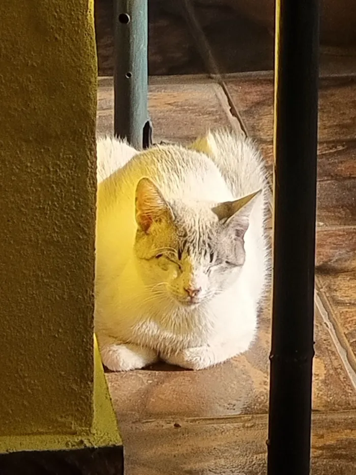 Gato raça SRD-ViraLata idade 7 a 11 meses nome Branquinho