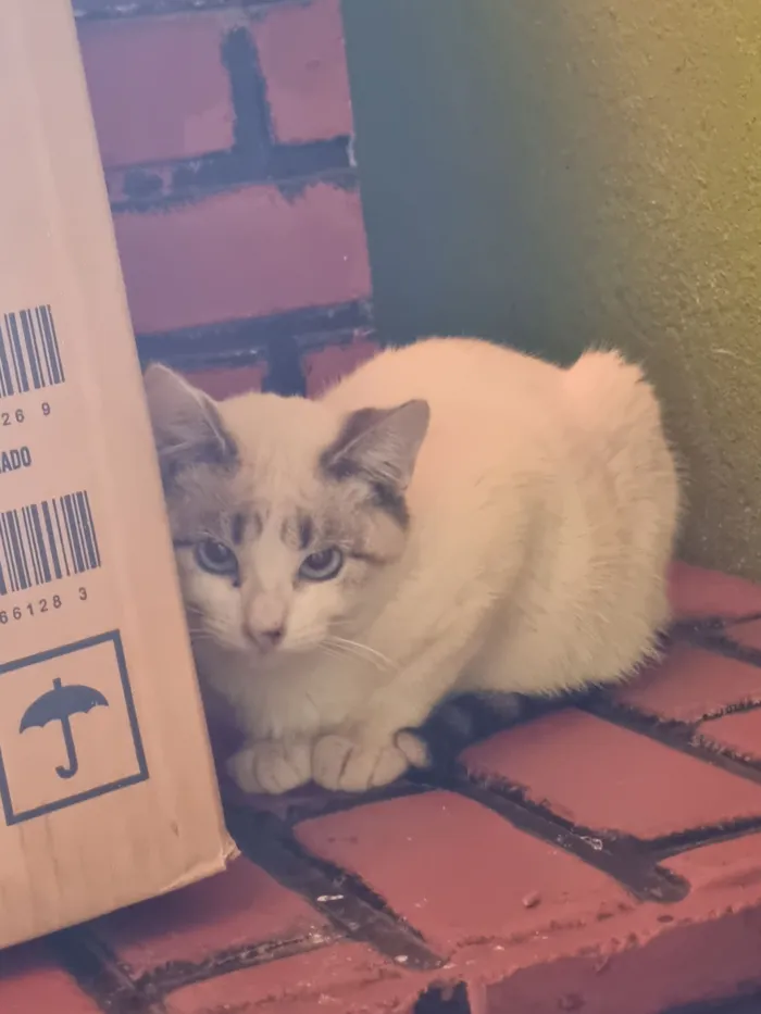 Gato raça SRD-ViraLata idade 7 a 11 meses nome Branquinho