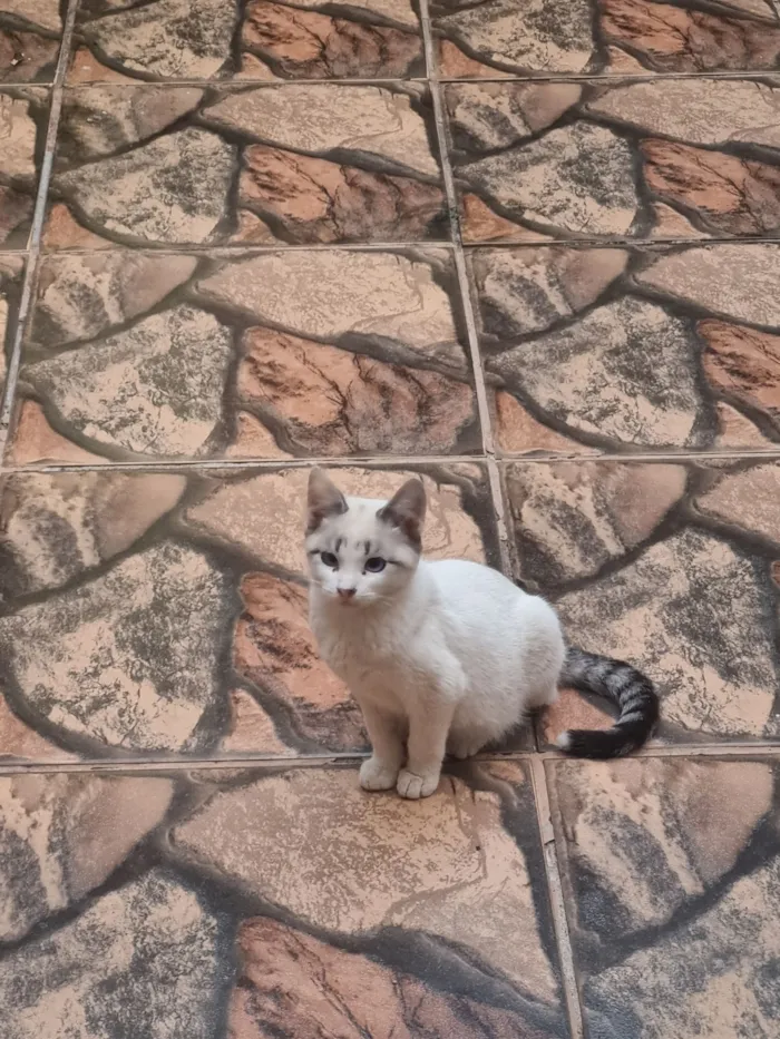 Gato raça SRD-ViraLata idade 7 a 11 meses nome Branquinho