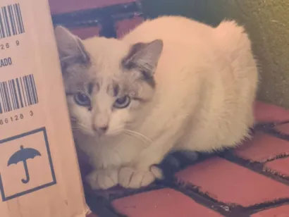 Gato raça SRD-ViraLata idade 7 a 11 meses nome Branquinho