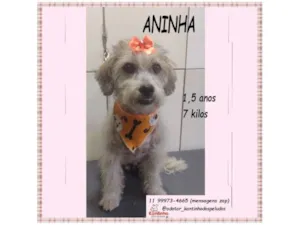 Cachorro raça SRD-ViraLata idade 1 ano nome ANINHA