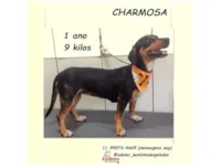 Cachorro raça Basset-Cofap idade 1 ano nome CHARMOSA