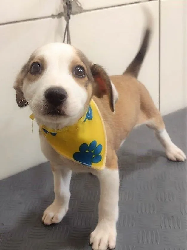 Cachorro raça SRD-ViraLata idade 2 a 6 meses nome LEÔNCIO