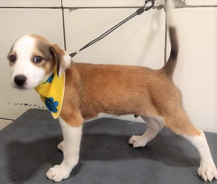 Cachorro raça SRD-ViraLata idade 2 a 6 meses nome LEÔNCIO