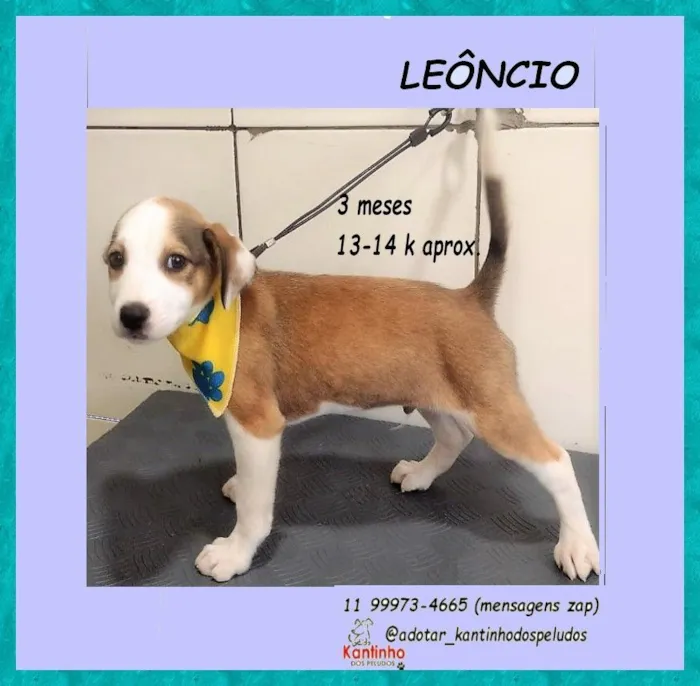 Cachorro raça SRD-ViraLata idade 2 a 6 meses nome LEÔNCIO