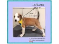 Cachorro raça SRD-ViraLata idade 2 a 6 meses nome LEÔNCIO